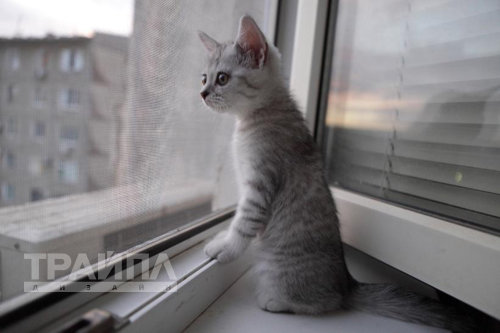 москитная сетка